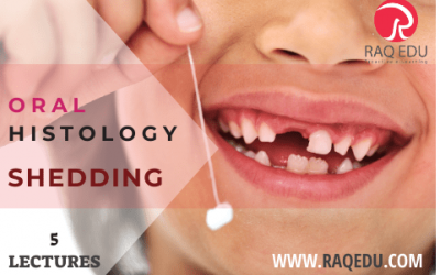 Oral histology / Shedding