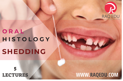 53.oral hist.she-min