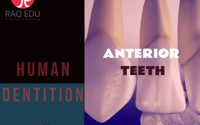 Dentition / Anterior teeth