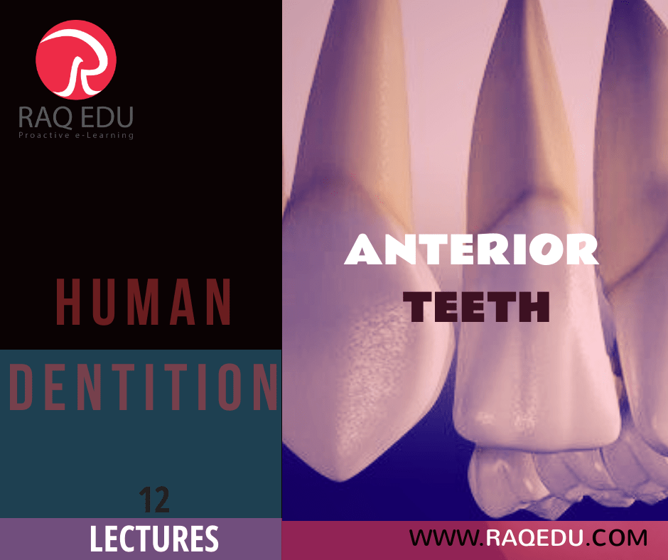 66.dentition.ant-min