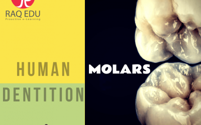 Dentition / Molars
