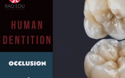 Dentition / Occlusion