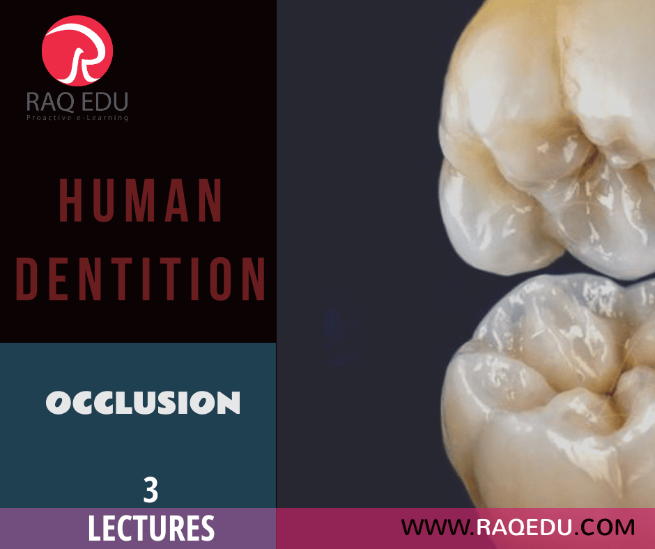 68.dentition.occ-min