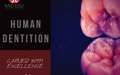 Dentition / Full package